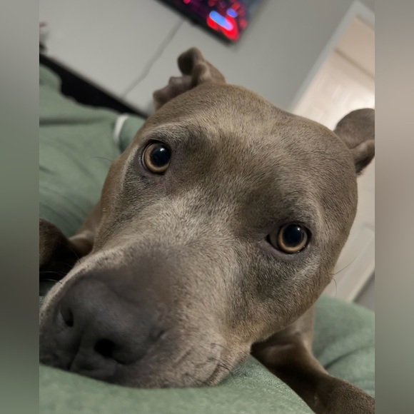 Meet your Posher, Dainera - Picture 2 of 4